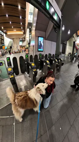 Interactions with my dog!!  #husky #viola #viral #pets #fyp #petlover #violasnow #happy #dog 