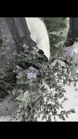 #ฟีดดดシ ##ิิ #ความรัก #เธรดเพลง 