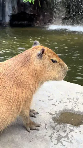 Capibayaaa😫 #4u #fyp #capybara #xyzbca 