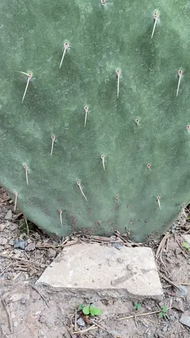 😂🌵 Cuando tu cactus decide tener cactus bebés y se pone más cute que nunca 😭🪴✨ #MisTrencitas vibes pero en versión vegetal 🌱 #MisTrencitas #Cactus #PlantTok #CactusLovers #CactusEnCrecimiento #CutePlants #NatureLovers #MisTrencitasVersionCactus