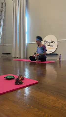 The cutest ever. Highly recommend this for a fun family activity or a cute date 🤭🩷 #puppies #cute #yoga #puppiesandyoga #sundaymorning #cinncinati 