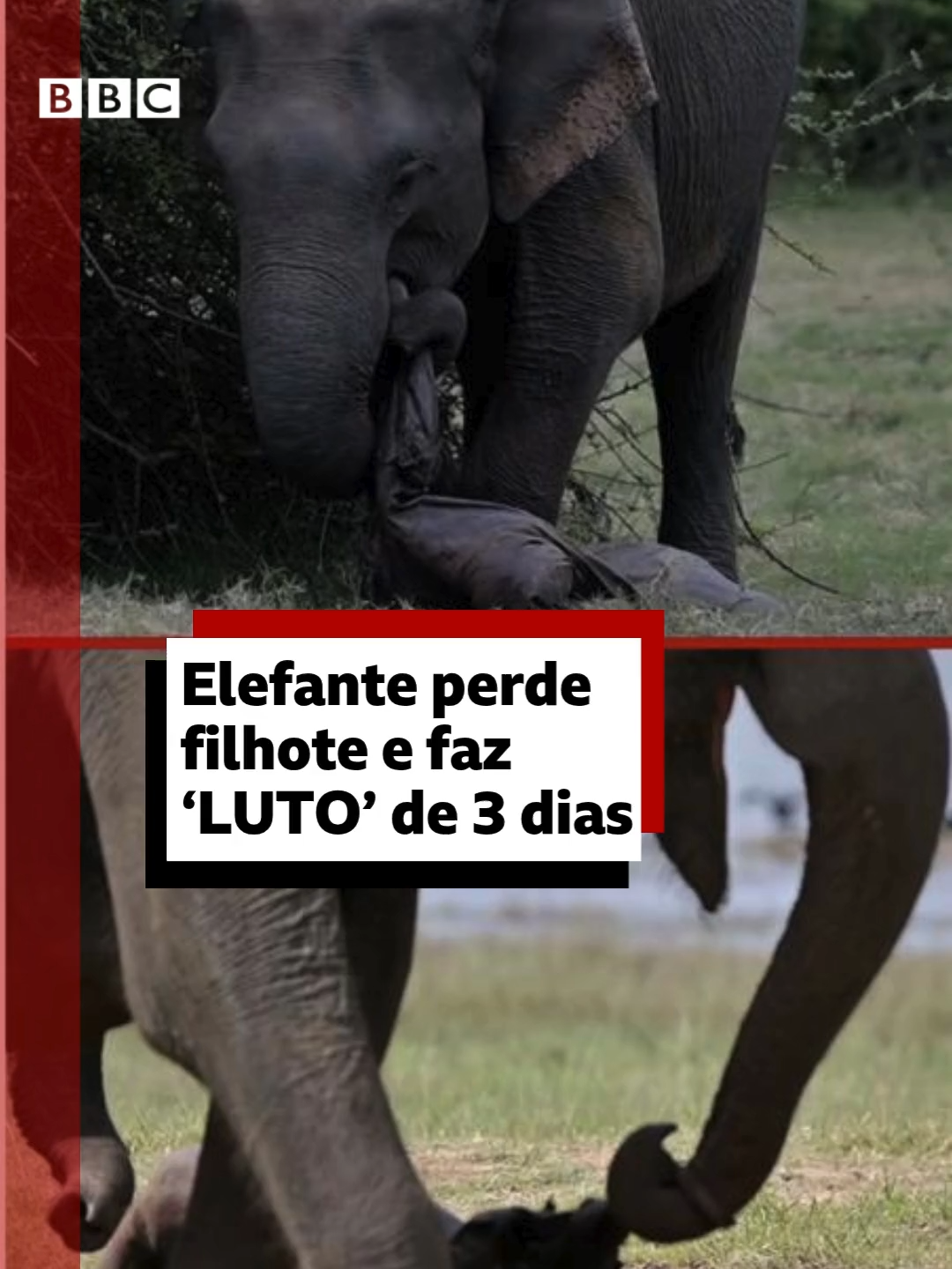 'Luto de mãe'🐘😢 Um fotógrafo do Sri Lanka acompanhou uma mamãe elefante que carregou o corpo inerte de seu filhote durante três dias em um parque nacional no Sri Lanka. Especialistas dizem ser difícil determinar os motivos por trás do comportamento, mas suspeitam que pode ser uma reação emotiva semelhante ao luto. #elefantes #paquidermes #luto #tiktoknotícias #bbcnewsbrasil