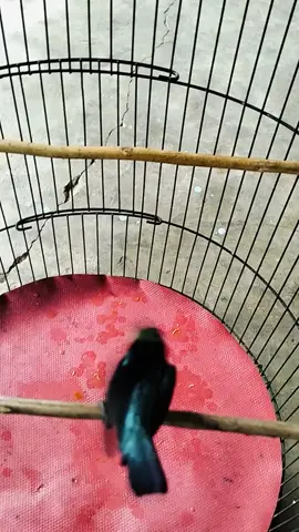 konin gacor dan nembak  #konin #kolibrininjaindonesia #kolibri #kolibrininja #kingkonin #burungmasteran #burungmasteranmewah #burungmasteranmurai #hobbyburung #ciamis #ciamisjawabarat #burungjawara #kabciamis 