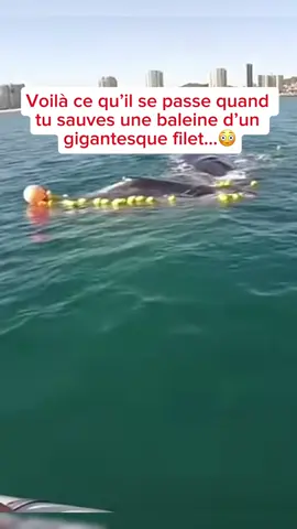 C’est magnifique…🥹#ocean #oceanpassion #sea #save #fish 