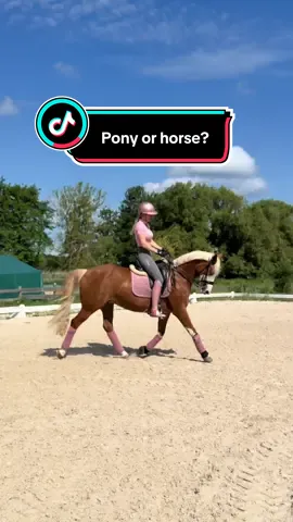 Welches Team seid ihr? 🩷 = Team Pony 🖤 = Team Pferd #fy #foryou #equestrian 