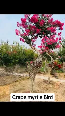 Have ever seen a bird made from crepe myrtle?#bloomingflowers #crepemyrtle #crepemyrtletree #naturalbeauty #fyp #gardening #flowers #gardening #landscaping 