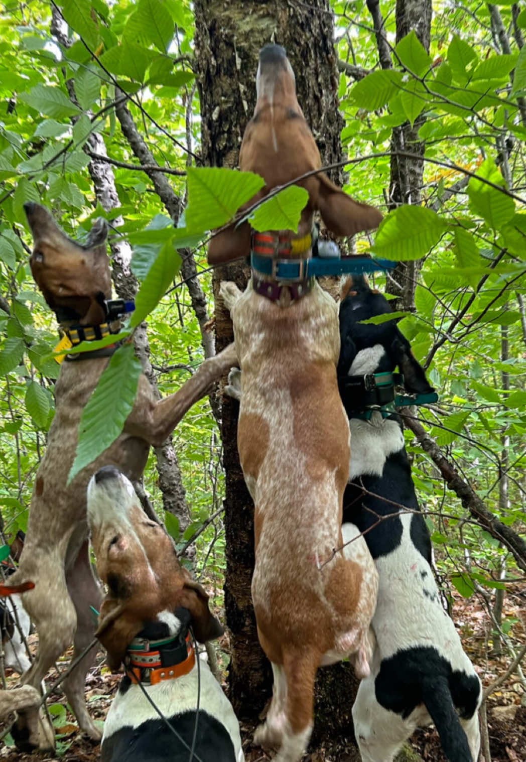 pregnancy is kind of interrupting training season 🫠 