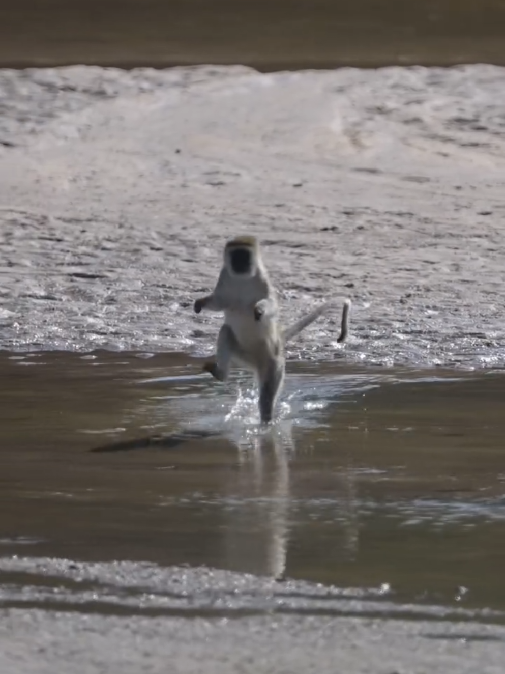 Absolutely NOT getting wet today! This vervet monkey was on a mission: staying dry at all costs. No hesitation, no second-guessing. He confidently approached the water, fully committed to his strategy... and then executed it flawlessly: hopping across on one leg like the ground was lava. Watching wildlife navigate everyday obstacles is always fascinating (and hilarious). Ever seen an animal go to extreme lengths to avoid water? Let me know in the comments! #tanzaniatiktok #kenyantiktok🇰🇪 #animals 