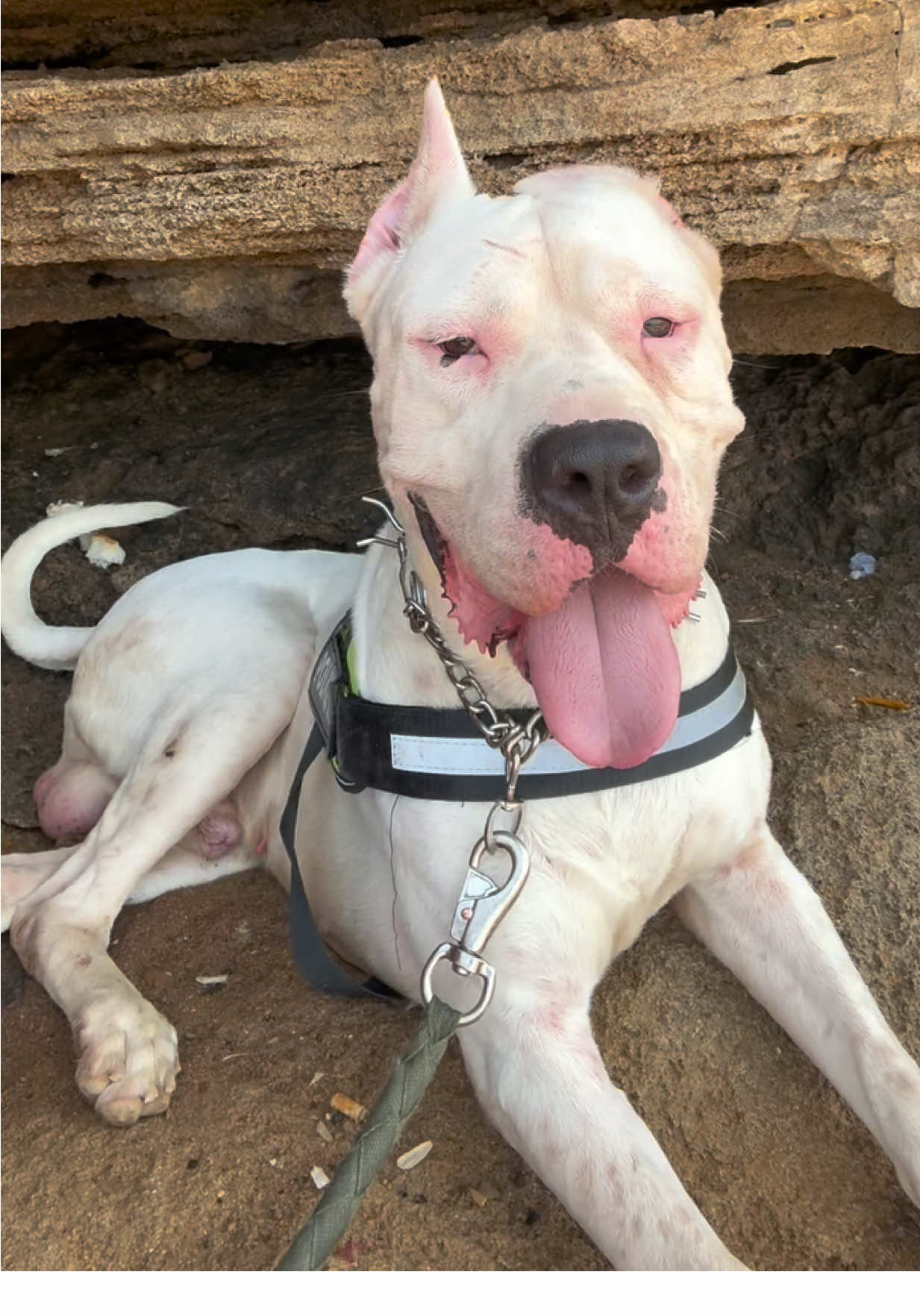 #fyp #dogo #dogoargentino #malinois #malinoisoftiktok #malinoisdog #ArabTikTok #🇲🇦🇩🇿🇹🇳 