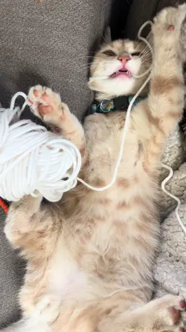 At least he’s cute 💦 🤣🐈 #k#kittenk#kittentoky#yarny#yarntokc#crochetc#crochettok
