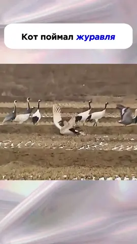 Кот поймал журавля#Новорожденного #животное #кот #помощь #мояистория 