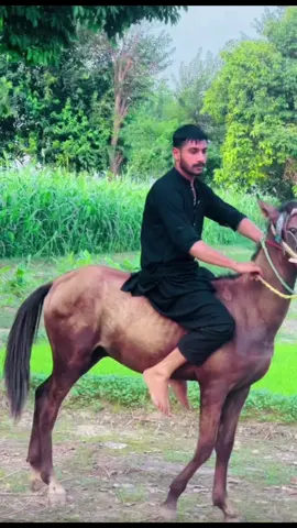 PUKAY CHUDRYAN DA🔥#unfrezzmyaccount ##chachallenge #standwithkashmir #malikkashif213 