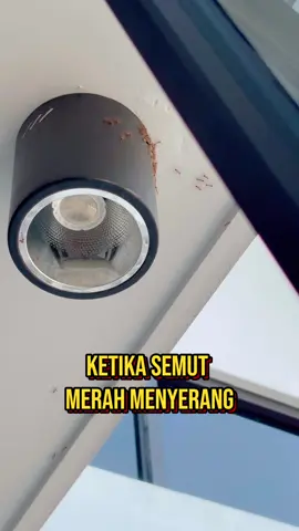 Tiba2 banyak semut merah dirumah? Tenang aja basmi pake produk ini, ampuh bangetttt!!! Baunya lemon fresh seger, tidak meninggalkan noda, dan melindungi area yang sudah disemprot hingga 6 bulan 👍🏻 #fyp #fypシ゚ #foryoupage #basmisemut #pembasmisemut #semutmerah 