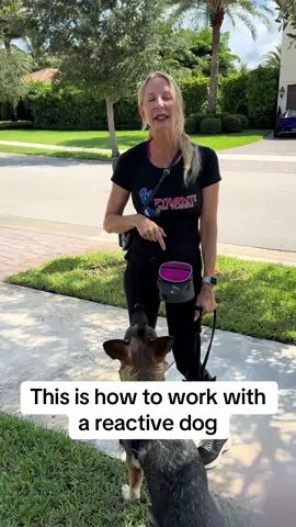 #fyp #dogtrainer #dogtrainingmadesimple #reactivedog #germanshepherd 
