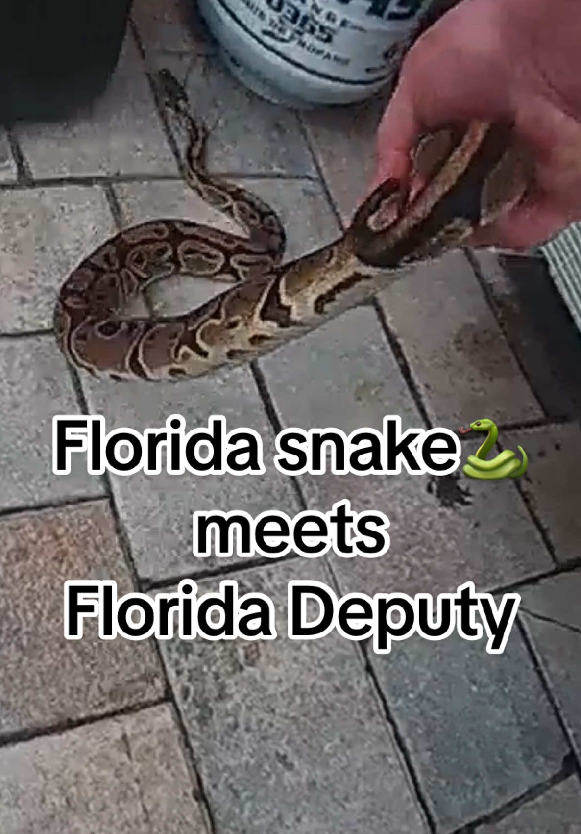 Someone call Animal Planet🐍🌴 #snake #ballpython #python #cops #deputy #snakesoftiktok #bodycam #bwc #animalrescue #rescue #florida #floridaman 