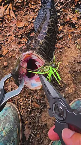 BFS snakehead fishing? Heck yeah on cover jigs! Them snakeheads are spawning and sometimes... They are not into big lures. Throwing the @keitechusa Mono Spin Jig 1/16th Oz with the @eurotackle B Vibe got this one! 👍 @daiwausa Tatula BF 70 on Daiwa PX681L Vertical Master @varivas_america Absolute AAA Fluorocarbon 7lbs @gomexus_us Pliers and grippers  🎣 #thefishdontwait #fishing #thetugisthedrug #tightlines #angler #kayakfishing #bassfishing #freshwaterfishing #fishon #fishingislife #fishoftheday #fishingtrip #gonefishing  #fishinglife #fishingaddict #instafish #catchandrelease #fisherman  #pesca #fishing🎣 #gonefishing #fishingboat #fishingfun #fishingtime #fishingdaily #angling #fishin #fishinglures #🎣  #fisherman