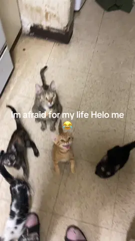 Help me they trying attack me😂
