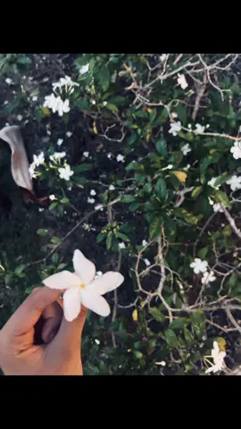 Un video sin texto porque si #livephotos #iphone #flores #fyp #pinchetiktokponmeenparati 