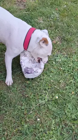 La coquine, elle veut pas me donner son ballon 🤣 #pourtoi #foryou #chien #dog #staffie #staffy #staffordshirebullterrier #chiendrole #funnydog 