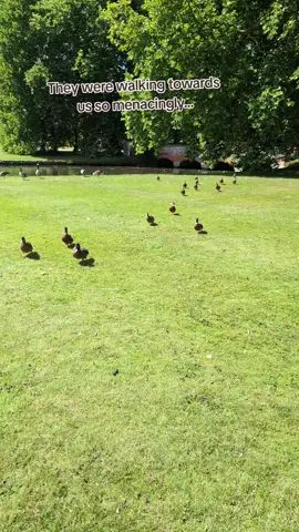 Duck feeding gone wrong?!!!! 