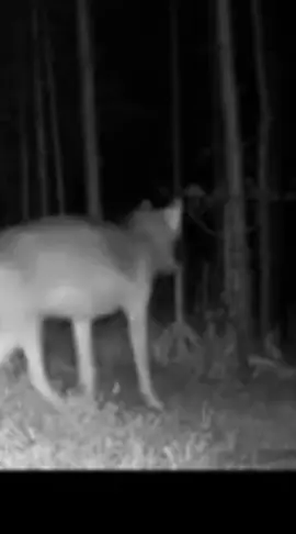 #عواء الذئب الرمادي هواه ندى الى الذئاب #