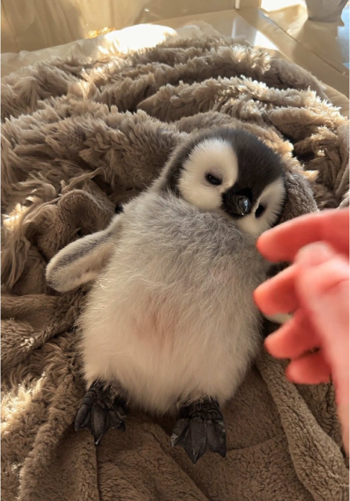 💤🐧 Sleepy Penguin, Softest Moment Soft light, warm blanket, and one sleepy little penguin. 🐧💤 As his eyes slowly close, a gentle hand reaches in… just to give his fuzzy belly a loving little pat. No words, no rush — just a perfect moment of calm. This is what peace looks like. ✨ #penguin #cuteanimals #cute #lovly #sleepy #sleep #fluffy 
