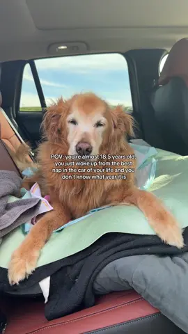 there’s nothing better than the sleepy old man face when Jake wakes up from a really good nap🤍🤣 anyone else just love that post-nap cuteness?  #seniordog #olddog #dogoftheday #seniordogsoftiktok #jaketheretriever #dogmom 