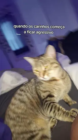 #pets #gatos #fyp #mulher #shayane #amor #eu 