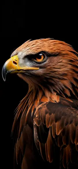 Eagle live wallpaper #livewallpaper  #eagle  #eagles  #fyp 