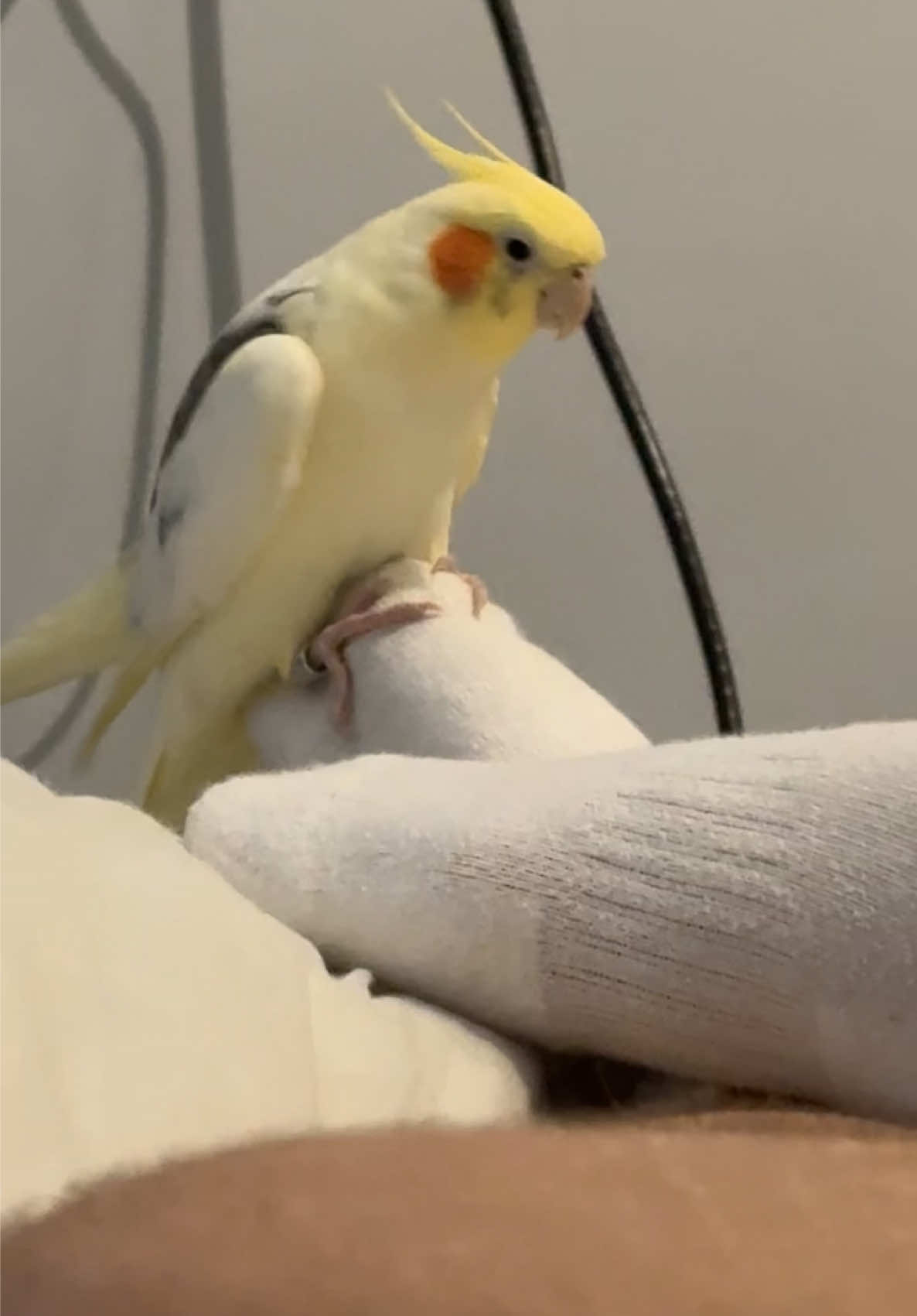Neil likes him a little too much  #cockatiel #cockaneil #bird #funnytiktok #funny #parrot #calopsita #animalsoftiktok #fyp #fypシ゚ #birdsoftiktok🦜 #parrotsoftiktok #f #sock #meetingforthefirsttime #meeting #meetingcelebrities 