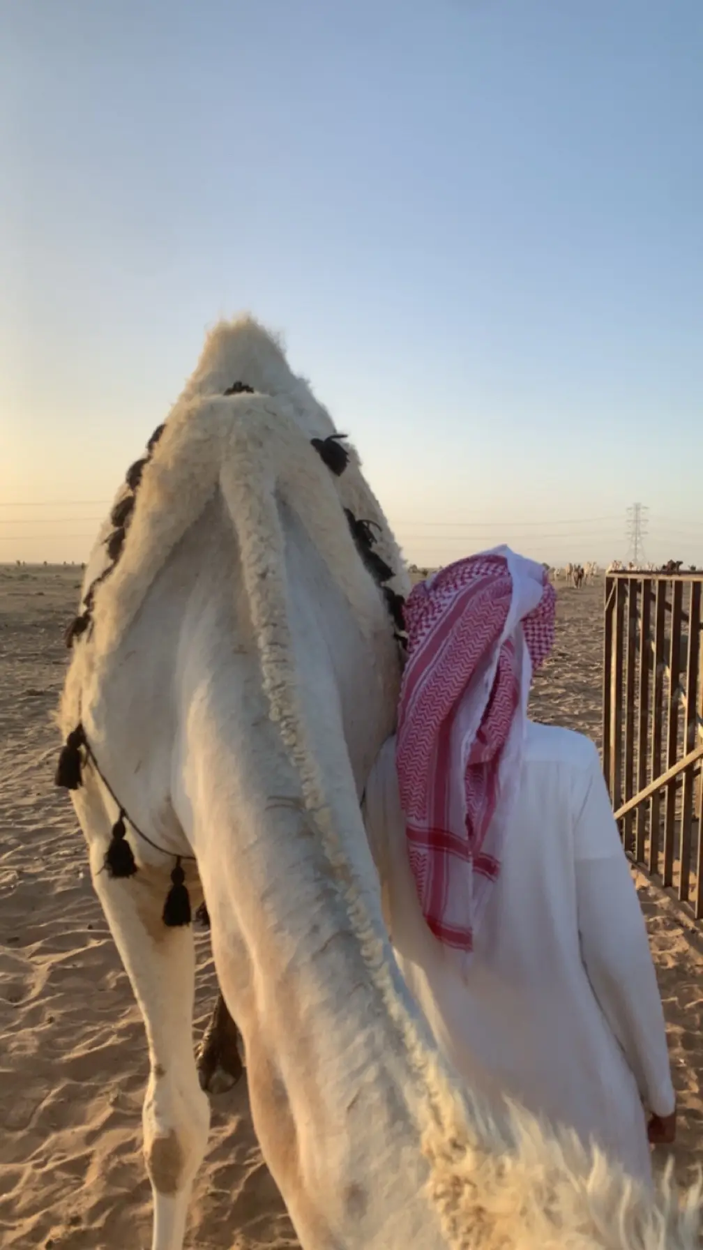 #عطايا_الله🐪 #البل #الجمش_الدوادمي #اكسبلور #تعليق 