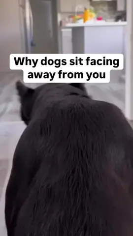 😭😂#fypage #fyp #parati #pravoce #funnyvideo #funny #tiktokviral #virall #4u #explore #fy #funnydogsoftiktok 