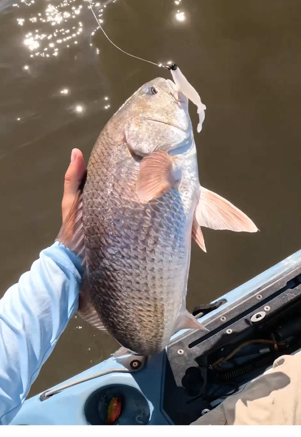 Bad day to be a shrimp 🦐  This is why I throw a lot of straight tails like this @Southern Salt Kayak Hoodwink. Can be used to imitate multiple types of forage like a shrimp or baitfish depending on the way you work it! Rod: @Piscifun Fishing  Reel: Piscifun NautiX 3000 #redfish #inshorefishing #fishing