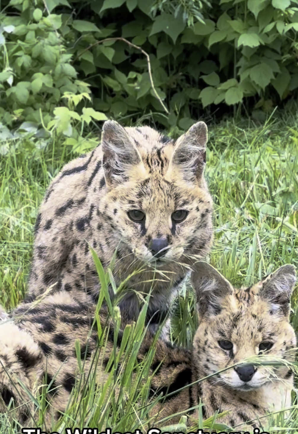 Let’s learn! 📝 Do you know why we can’t just “set them free”? 🚫🐅 👉 To learn more about the Captive Wildlife Crisis and what we do, visit the 🔗 in our bio! #lion #tiger #tigers #lions #bigcat #cheetah #leopard #serval #caracal #fishingcat #ocelot #cougar #lynx #canadalynx #eurasianlynx #liger #blackleopard #whitetiger #animalrescue #wildcatsanctuary #catrescue #learnsomethingnew #endangeredspecies #mnnonprofit 