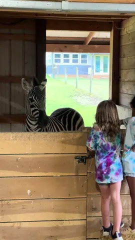 Our animals absolutely love socializing with visitors (except for the ducks 😆 they want no part of it) #pet #PetsOfTikTok #fun #animals #kids #kidsoftiktok #animalsoftiktok #learning #creatorsearchinsights #redbuddranch 