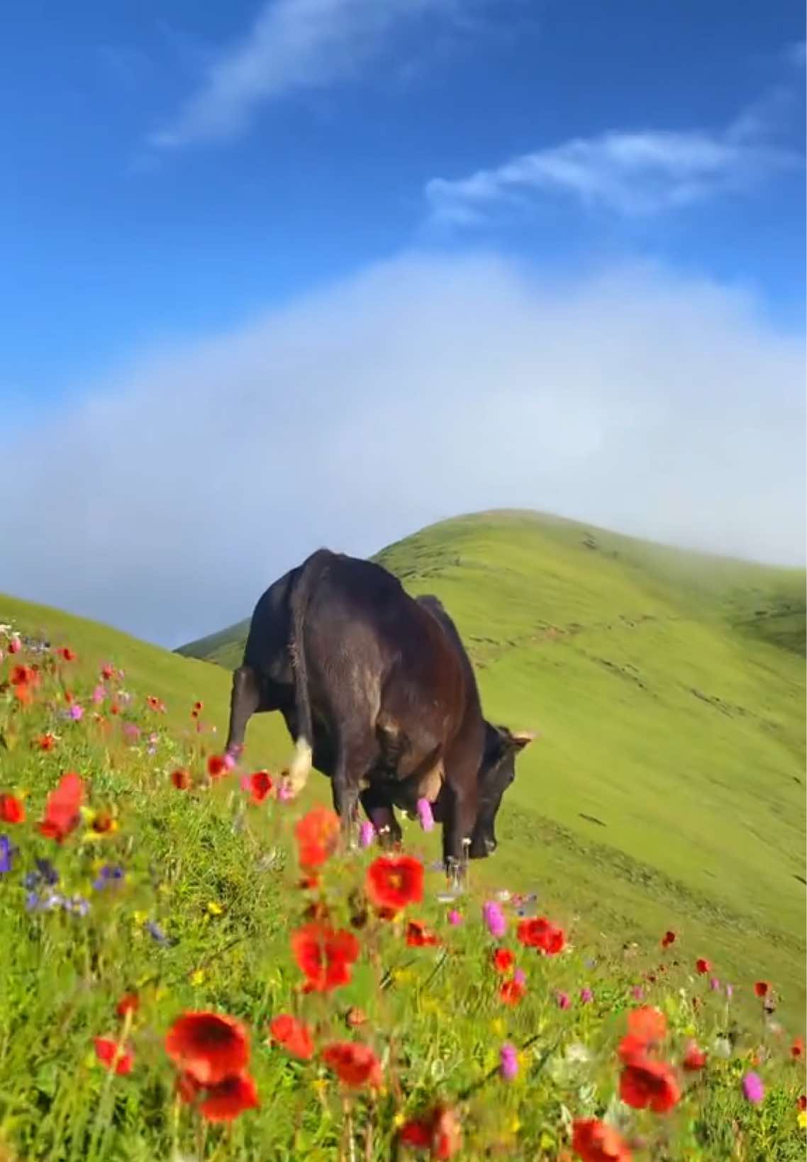Good morning from chauri kharka #dilchanvlogs #dilchanphotography #chauribuki #vistlugum #dhorpatan_hunting_reserve_nepal 