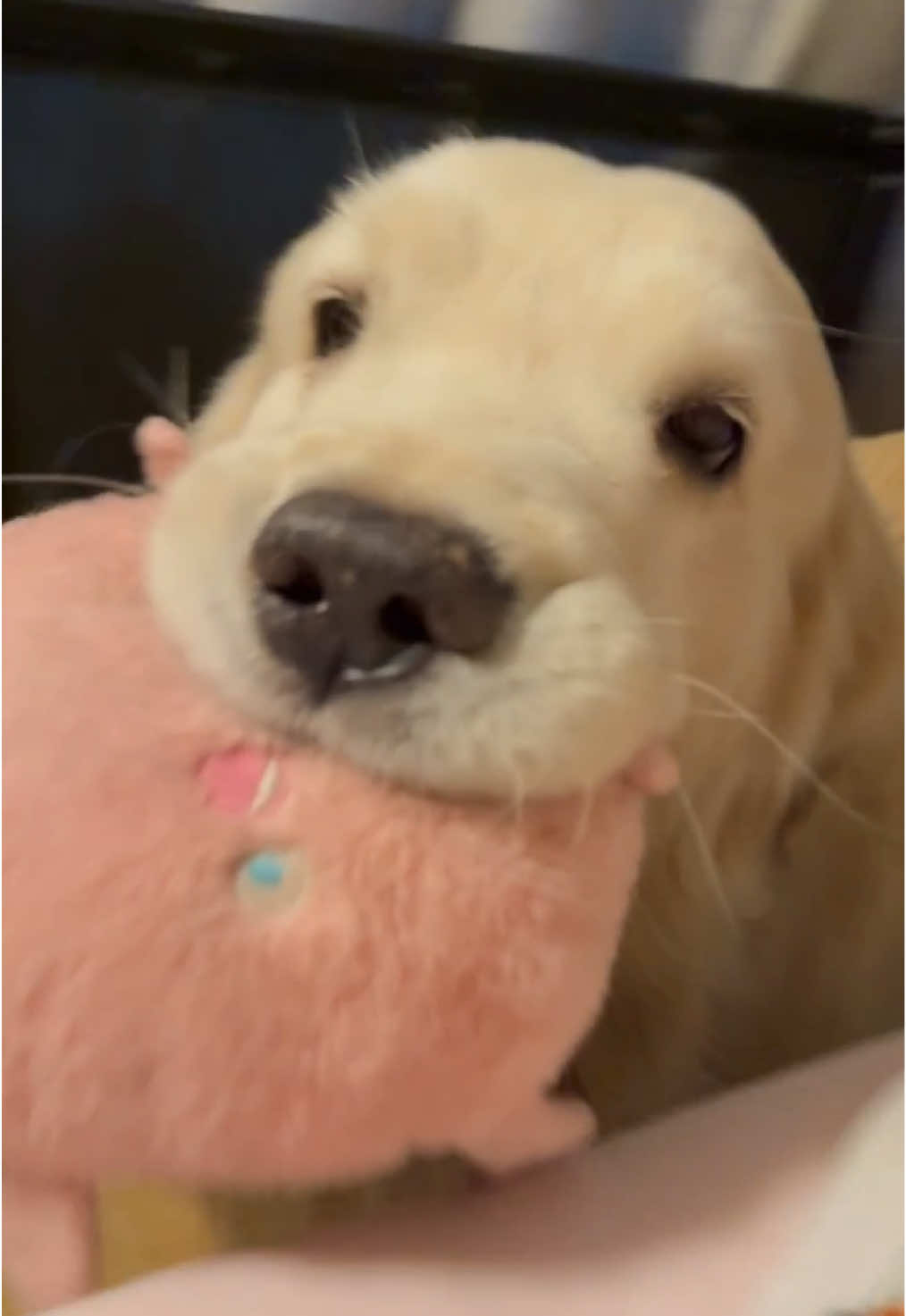 #dog #fyp #cutedog #doglover 