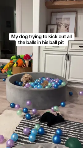 The pop-ups are the best 😂 #bazinga #funnydogs 