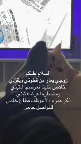 #cat #fyb 