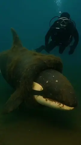 Diver rescues orca trapped in a tire This video was generated using Artificial Intelligence for entertainment purposes only. All visuals and audio were created with the assistance of Kling.ai. This content is not real and should not be interpreted as factual or representative of real events. #viral #tiktok #trendingvideo #eduexplorer #foryoupage #ai 