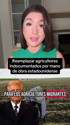 Reemplazar a los agricultores indocumentados por mano de obra estadounidense.  ¿Será posible?  Es la intención del gobierno del presidente Donald Trump, al reiterar que “no habrá amnistía” para ellos. @Telemundo Área de la Bahía 