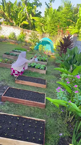 MasyaAllah #minigarden #berkebunsayuran #berkebundirumah #happygardening #selada #sawi #sayur #inspirasikebun #inspirasikebunrumahan #fyp #fypシ゚ 