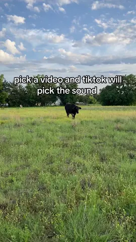 that’s my baby 💖 #fyp #foryou #trend #viral #cow #cookie #viralvideo 