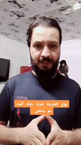 بهاي الطريقة تعرف بلبلك اليف ويحبك #معلومات #بلبل #ابيض #لايك #اكسبلور #بلابل #ديالى #الشعب_الصيني_ماله_حل 