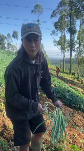 Joged oray yana@Acung Bergetarツ #petaniindonesia🇮🇩🇮🇩🇮🇩🌿🌿 #fypシ゚ #fypage #storypetani #kertasari #pacet #kuli #bawangdaun #bergetar #viral #dangdut #dangdutkoplo #joget 