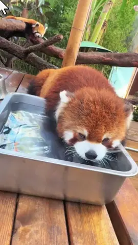 Follow me, and I'll bring you more interesting videos!#redpanda #redpandas#animals #cuteness #fyp#amsr#raccoon #redpanda #pandababy