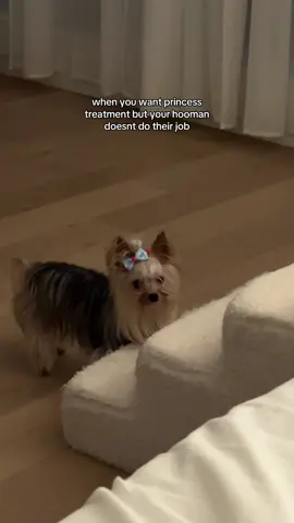what time are you gonna do your job? #yorkie #yorkshire #dog #relatable 
