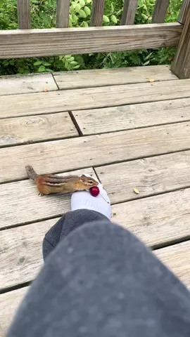 Friendly little chipmunk #viral #funny #chipmunk #Game Highlights #PaidPartnership 