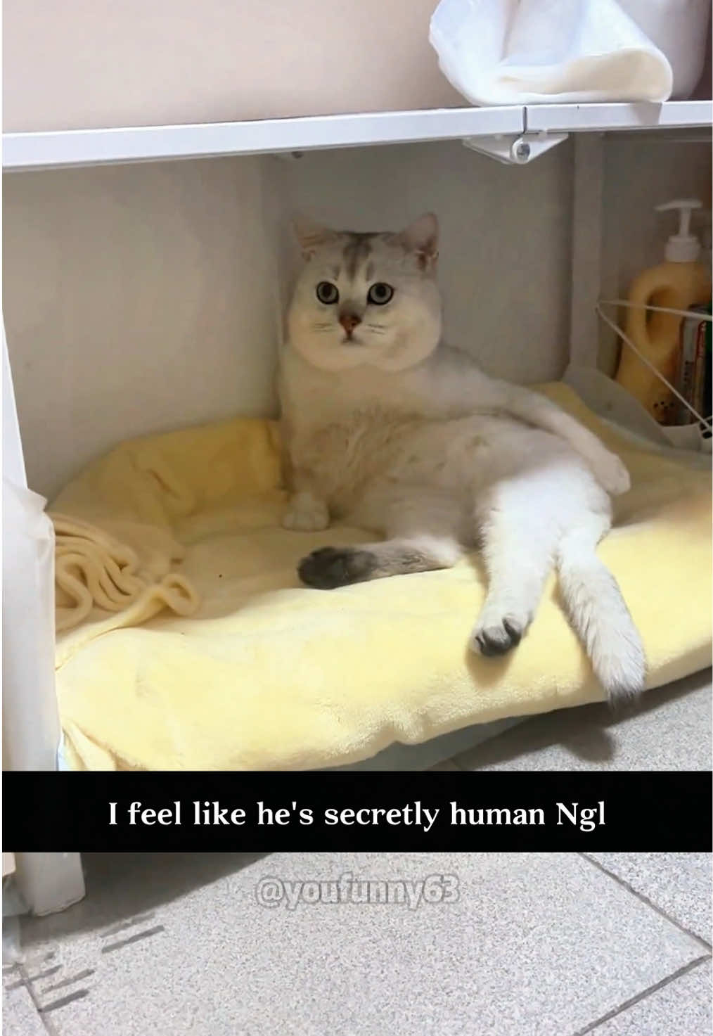 There must be a human living inside this cat😂🤣#funnycat #fyp #cutecat #catsoftiktok 