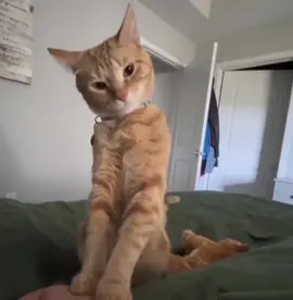 #cat #cats #cutecat #catcore #orangecat #orangecats #fyp #viral